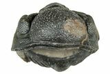 Long, Curled Morocops Trilobite - Morocco #323512-2